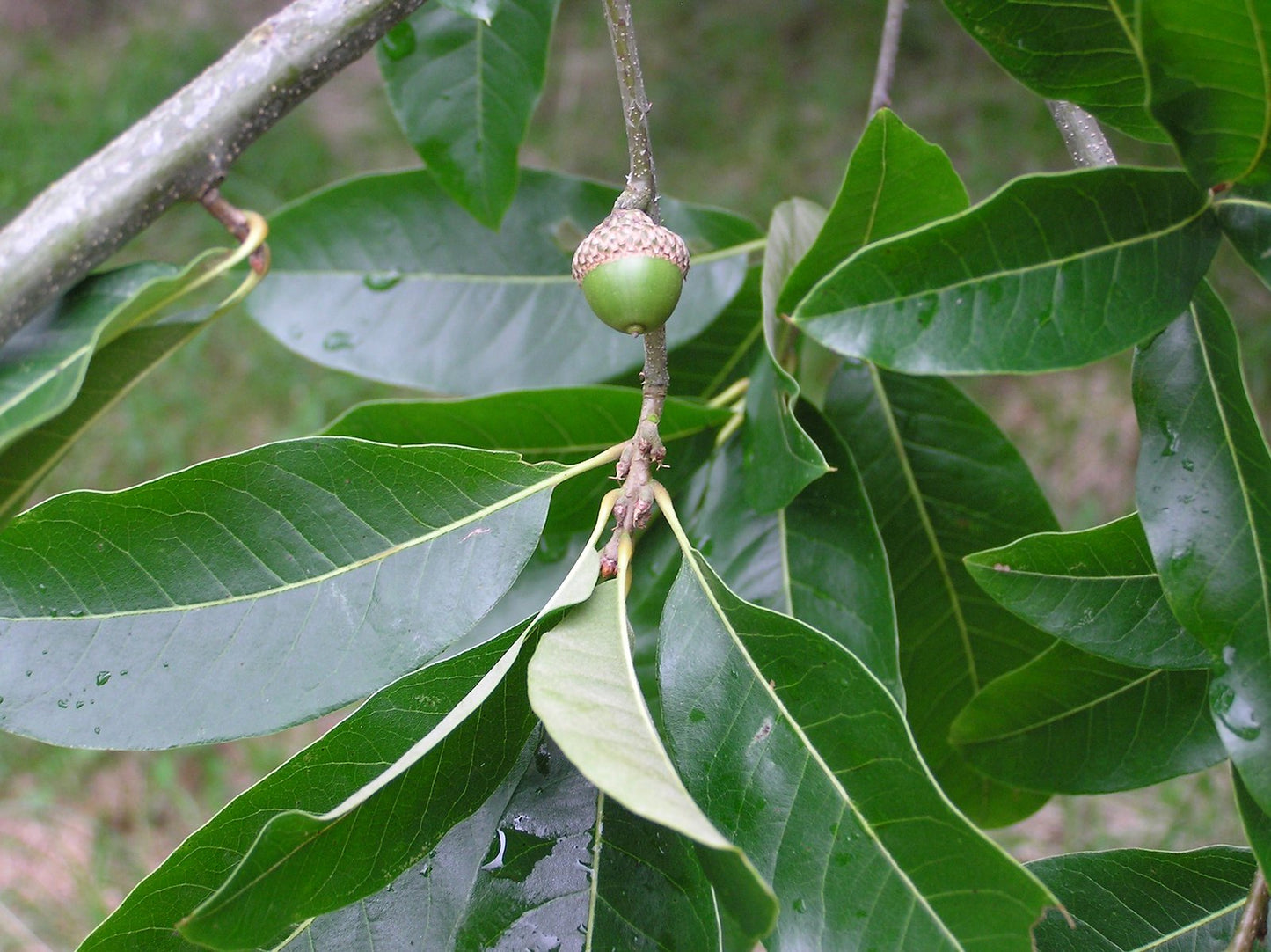 Northern Laurel Oak Shingle Oak Quercus imbricaria 20 Seeds   USA Company