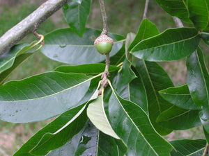 Northern Laurel Oak Quercus imbricaria 20 Seeds