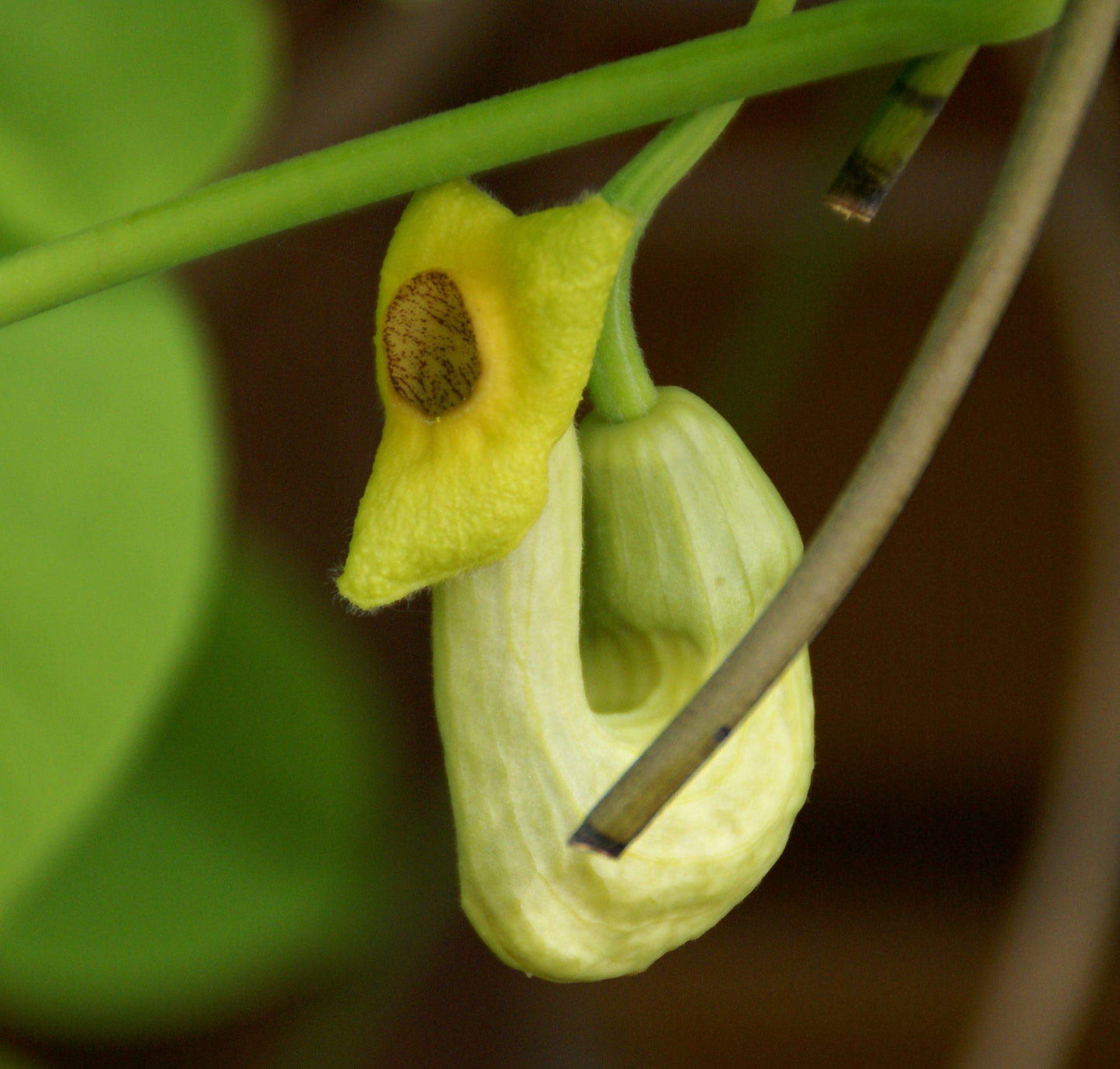 Manchurian Dutchman's Pipe Aristolochia Manchuriensis 200 Seeds   USA Company