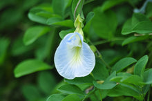 Load image into Gallery viewer, Light Blue Butterfly Pea Clitoria ternatea 10 Seeds