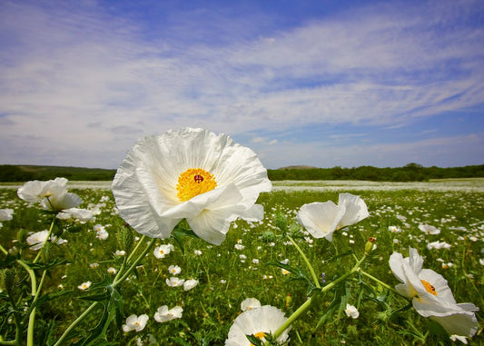 White Prickly Poppy Argemone albiflora 20 Seeds