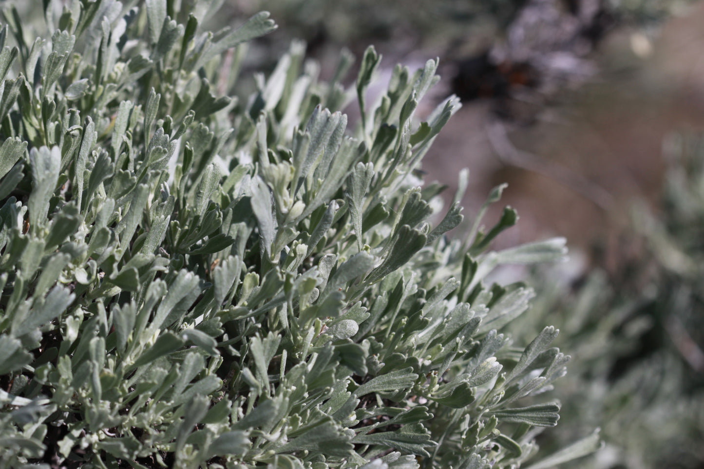 Big Sagebrush Artemisia tridentata 50 Seeds  USA Company