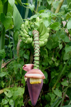 Load image into Gallery viewer, Wild Banana Musa acuminata 20 Seeds