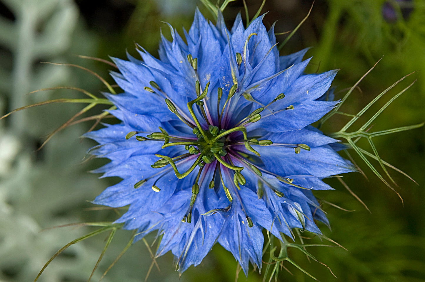 Black Cumin  100 Seeds  Nigella sativa
