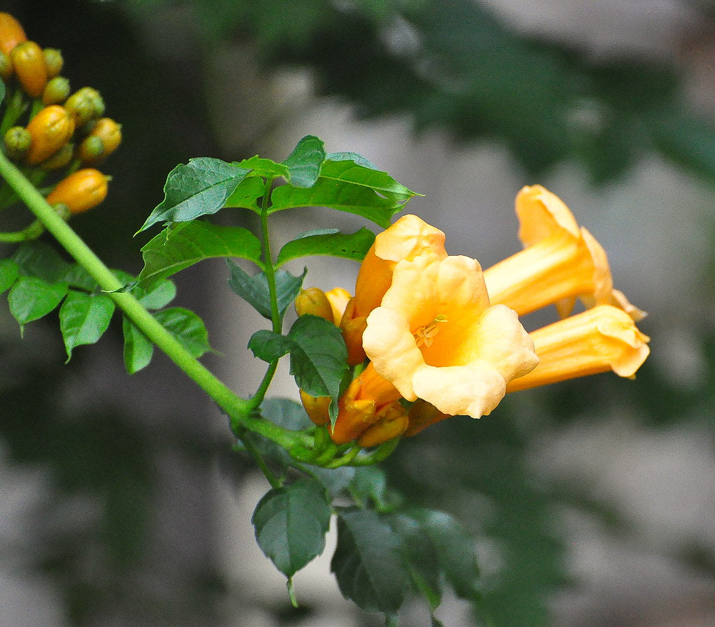 Yellow Trumpet Vine Trumpet Creeper Campsis radicans 10 Seeds