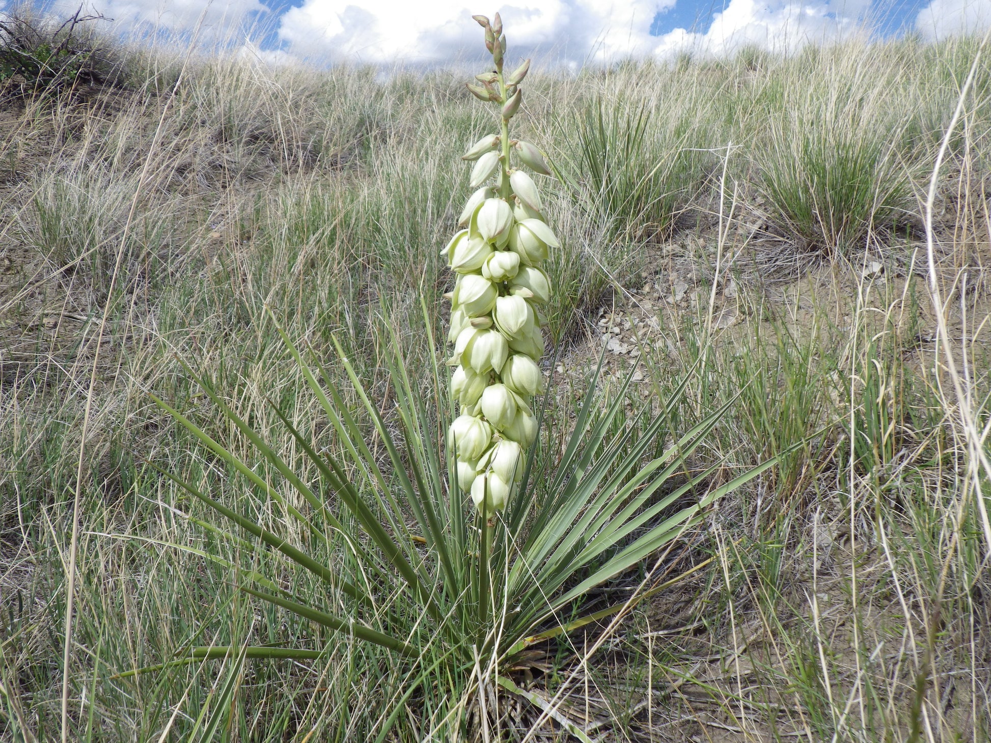 yucca plant seed Soapweed Yucca 100 Seeds Yucca glauca – R&B Floridaseeds
