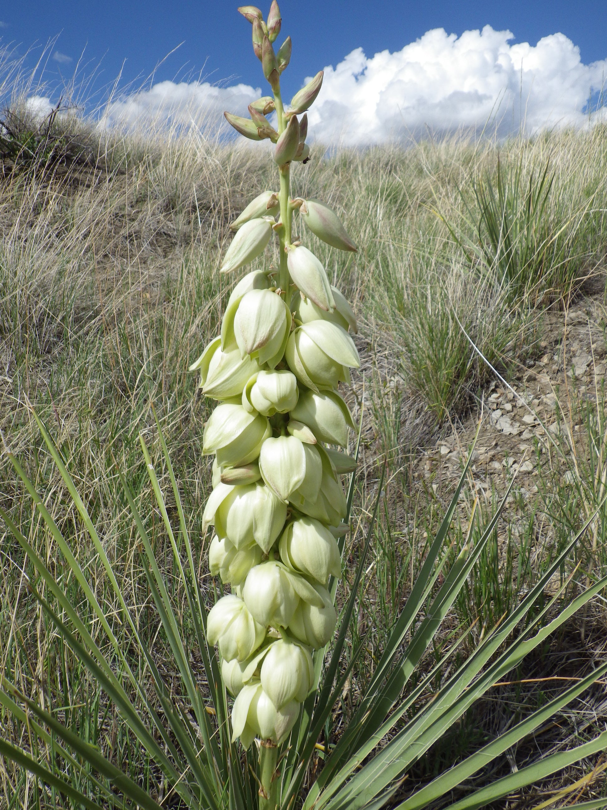 yucca plant seed Soapweed Yucca 100 Seeds Yucca glauca – R&B Floridaseeds