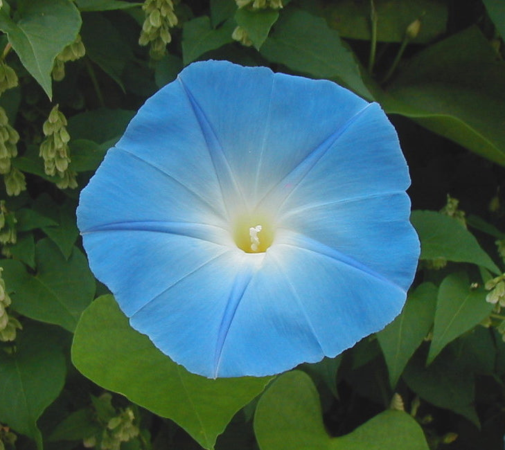 Heavenly Blue Morning Glory Ipomoea tricolor 100 Seeds  USA Company