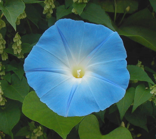 Heavenly Blue Morning Glory Ipomoea tricolor 20 Seeds  USA Company