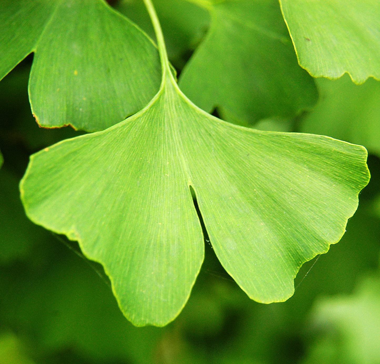 Ginkgo  25 Seeds  Maidenhair Tree Ginkgo biloba  USA Company