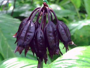 Black Bat Flower Tacca chantrieri 20 Seeds
