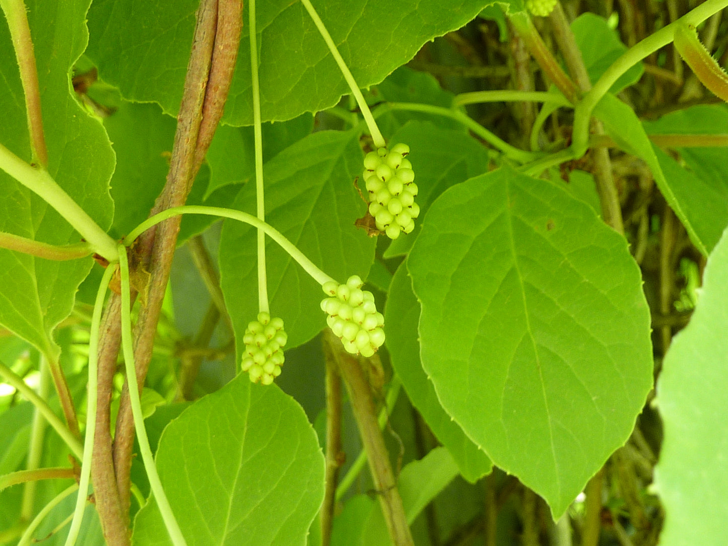 Magnolia Vine Five-Flavor Fruit Schisandra chinensis 20 Seeds