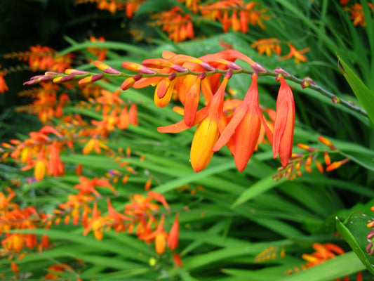 Coppertips Crocosmia paniculata 10 Seeds