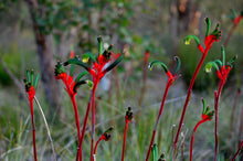 Load image into Gallery viewer, Red and Green Kangaroo Paw Anigozanthos manglesii  20 Seeds