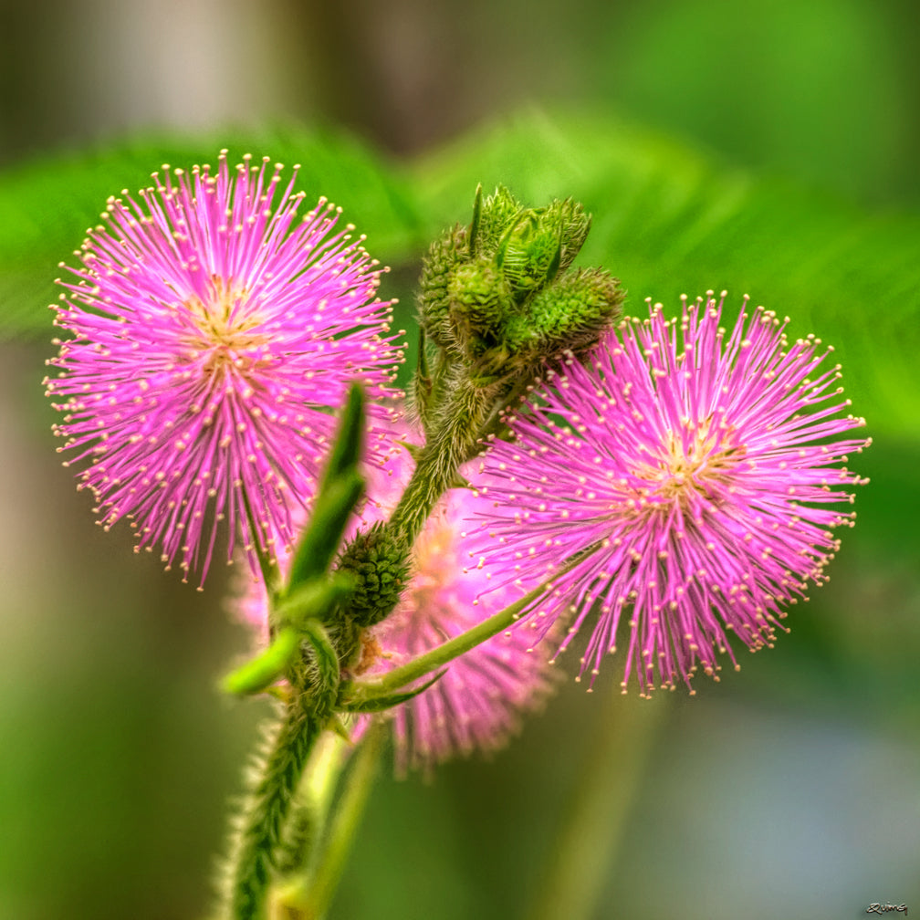 Sensitive Plant Mimosa pudica 100 Seeds – R&B Floridaseeds
