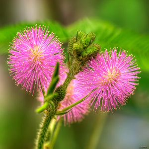 Sensitive Plant Mimosa pudica 20 Seeds