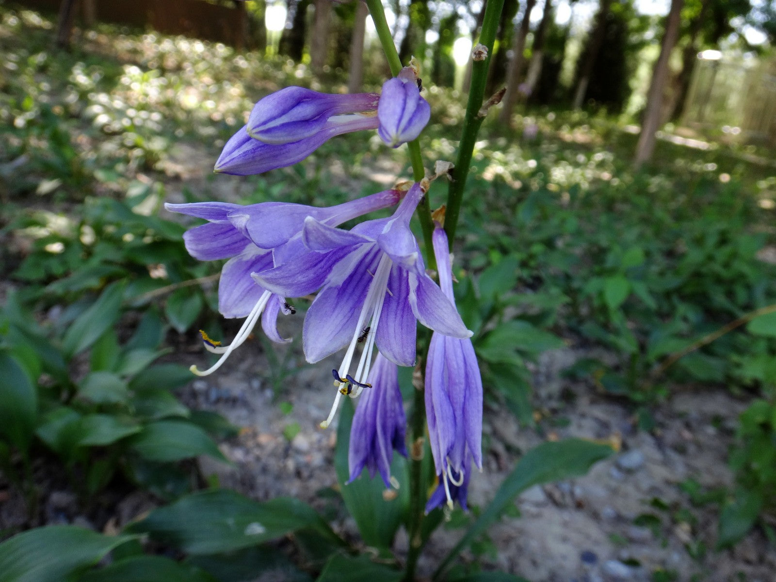 plantain lily flower Blue Plantain Lily Hosta ventricosta 100 Seeds – R&B Floridaseeds