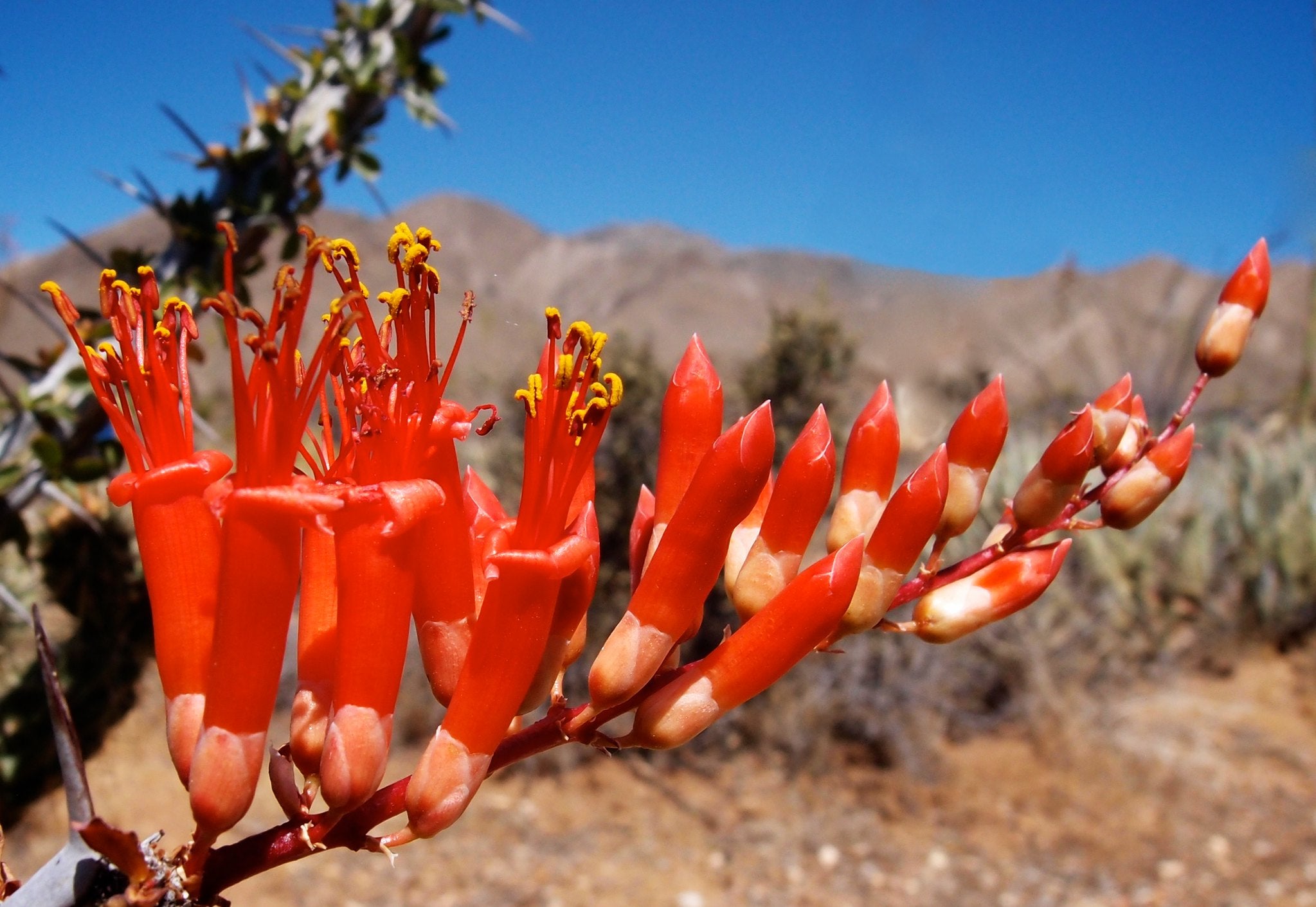 Octillo Oracle Ocotillo Plant