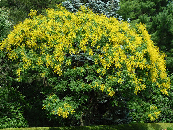 Golden Rain Tree Koelreuteria paniculata 20 Seeds  USA Company
