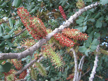 Load image into Gallery viewer, Carob Tree Locust Tree Ceratonia siliqua 20 Seeds