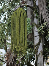 Load image into Gallery viewer, Fishtail Palm Caryota Urens 20 Seeds