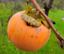 Load image into Gallery viewer, Japanese Persimmon  Diospyros kaki  10 Seeds