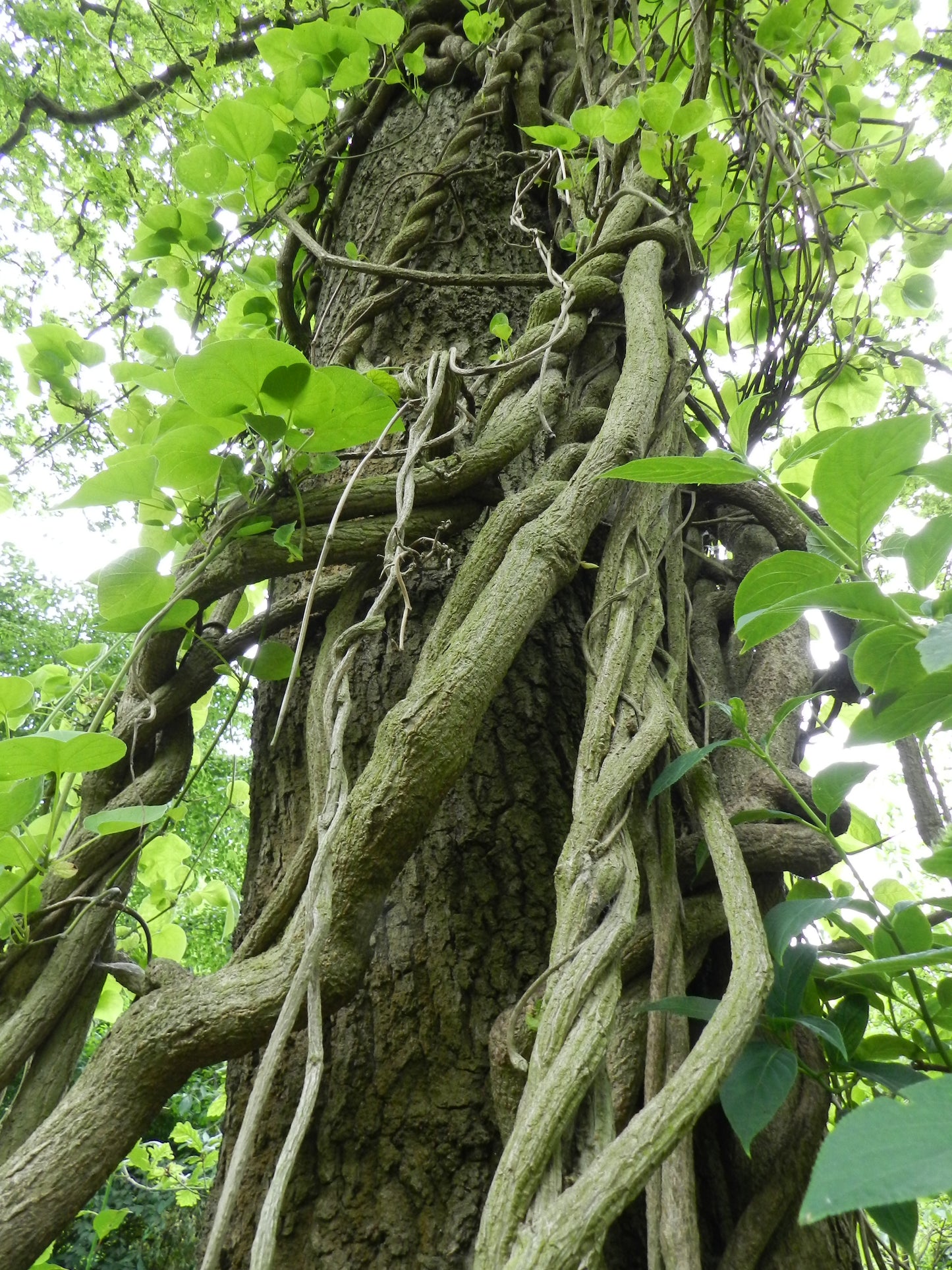 Manchurian Dutchman's Pipe Aristolochia Manchuriensis 200 Seeds   USA Company