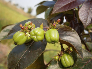 Cotton Leaf Physic Nut  Jatropha gossypifolia  5 Seeds