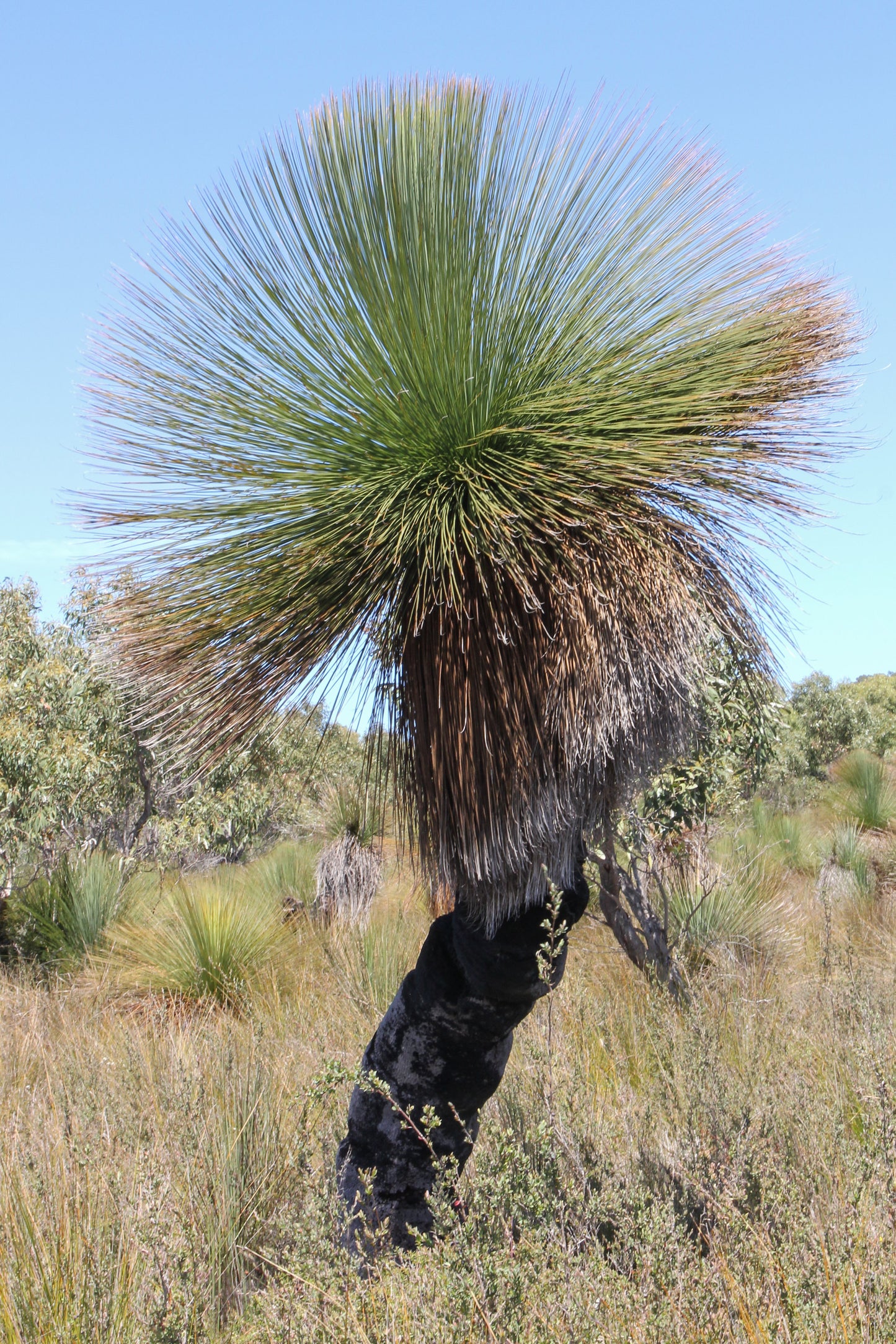 Southern Grass Tree Xanthorrhoea australis 5 Seeds  USA Company