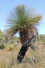 Load image into Gallery viewer, Southern Grass Tree  Xanthorrhoea australis  5 Seeds