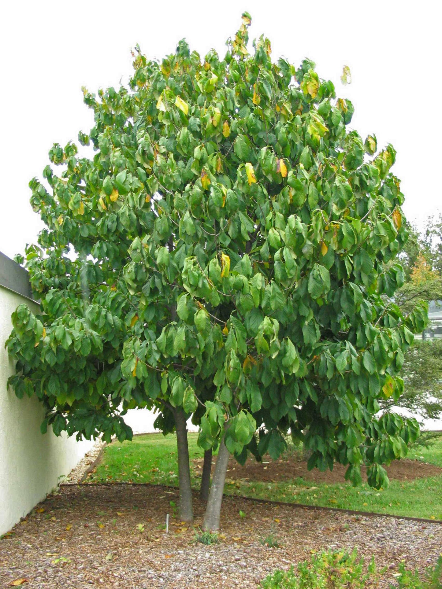 Pawpaw Tree Asimina triloba 20 Seeds  USA Company
