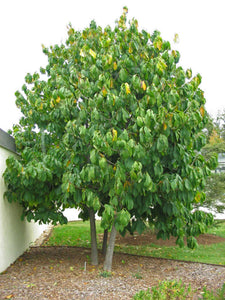 Pawpaw Tree Asimina triloba 20 Seeds