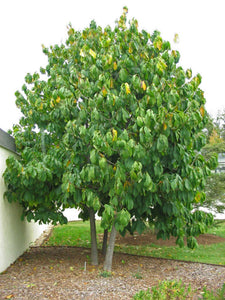 Pawpaw Tree Asimina triloba 10 Seeds