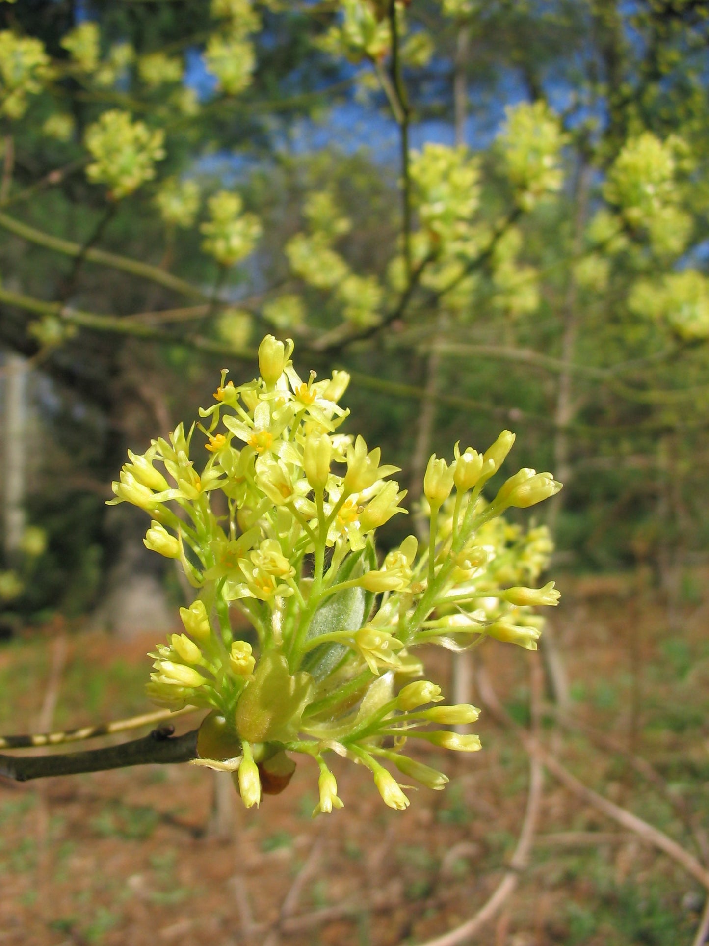 Sassafras Sassafras albidum 5 Seeds