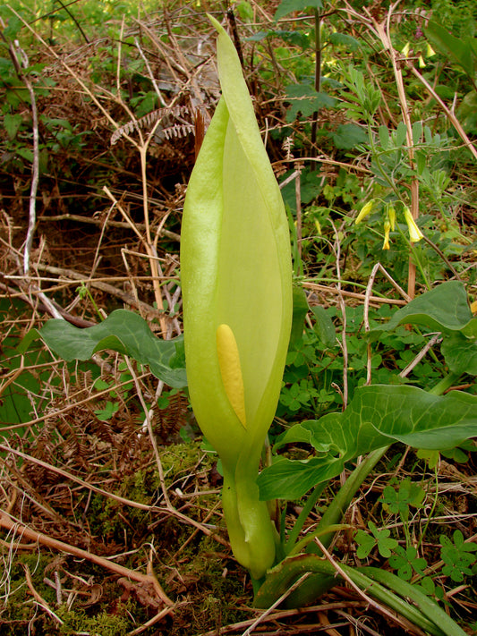 Italian Arum Arum italicum 20 Seeds