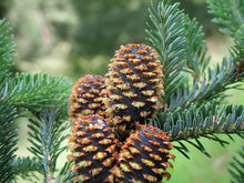 Load image into Gallery viewer, Fraser Fir Abies fraseri 20 Seeds