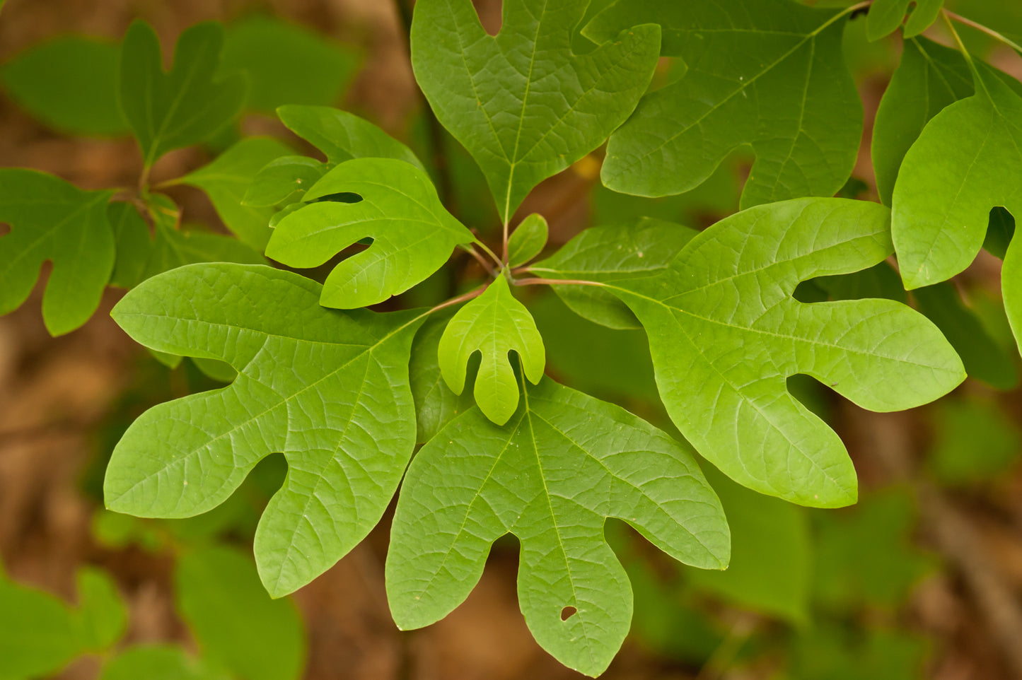 Sassafras Sassafras albidum 5 Seeds