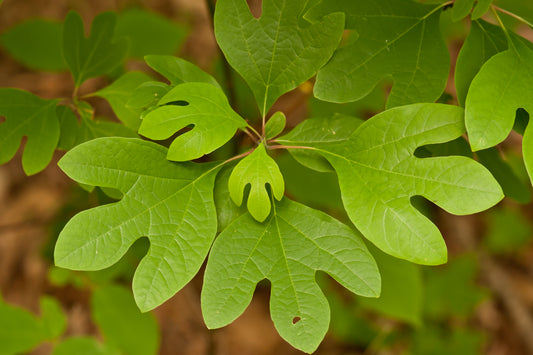 Sassafras Sassafras albidum 5 Seeds