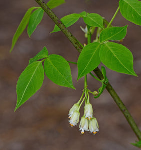 American Bladdernut  Staphylea trifolia  20 Seeds