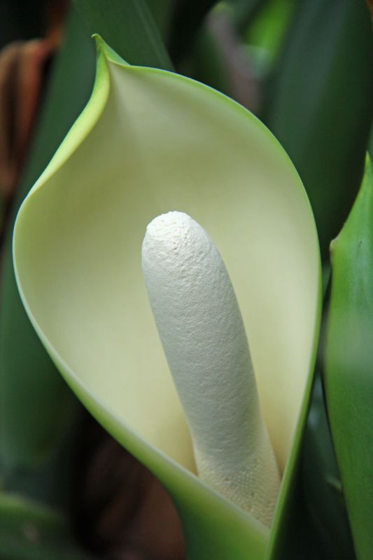 tree philodendron philodendron selloum Tree Philodendron Philodendron selloum 100 Seeds – R&B Floridaseeds