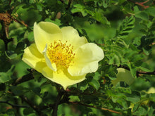 Load image into Gallery viewer, Yellow Rose Manchu Rose Rosa xanthina 20 Seeds
