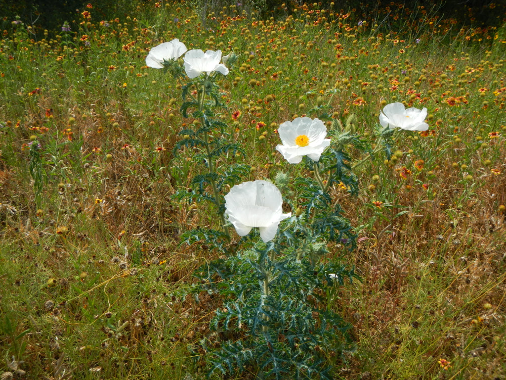 White Prickly Poppy Argemone albiflora 20 Seeds