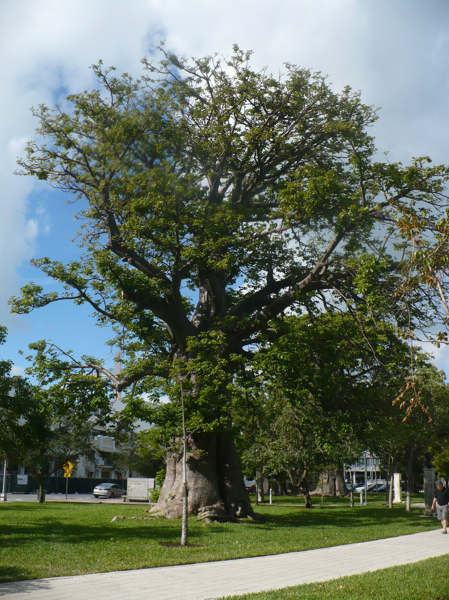 African Baobab Adansonia digitata 10 Seeds  USA Company