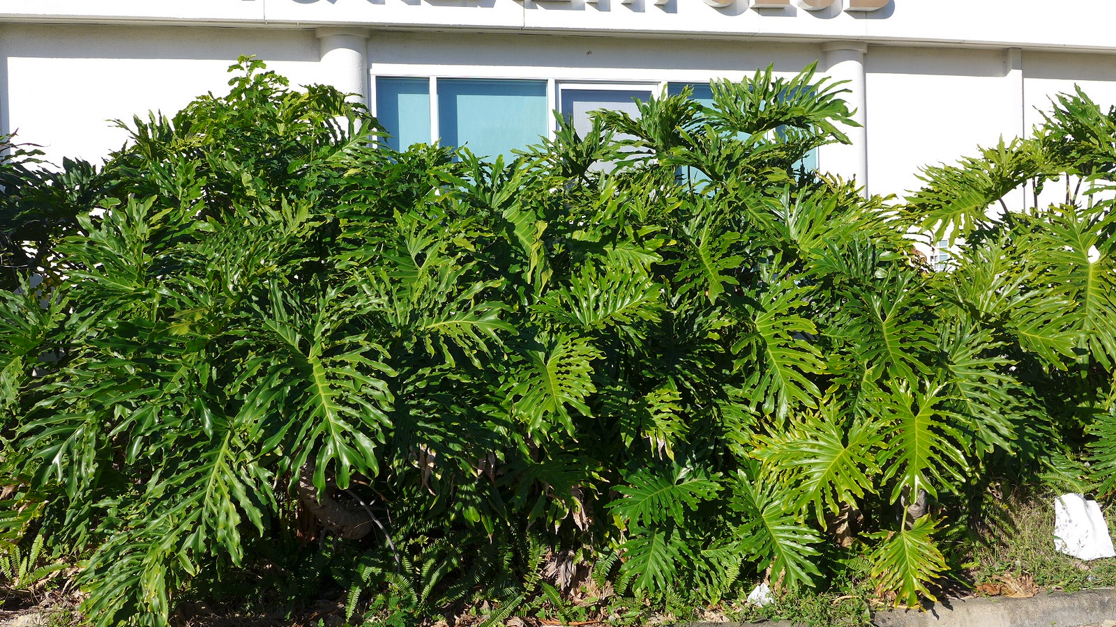 growing philodendron selloum outdoors Tree Philodendron Philodendron selloum 100 Seeds – R&B Floridaseeds