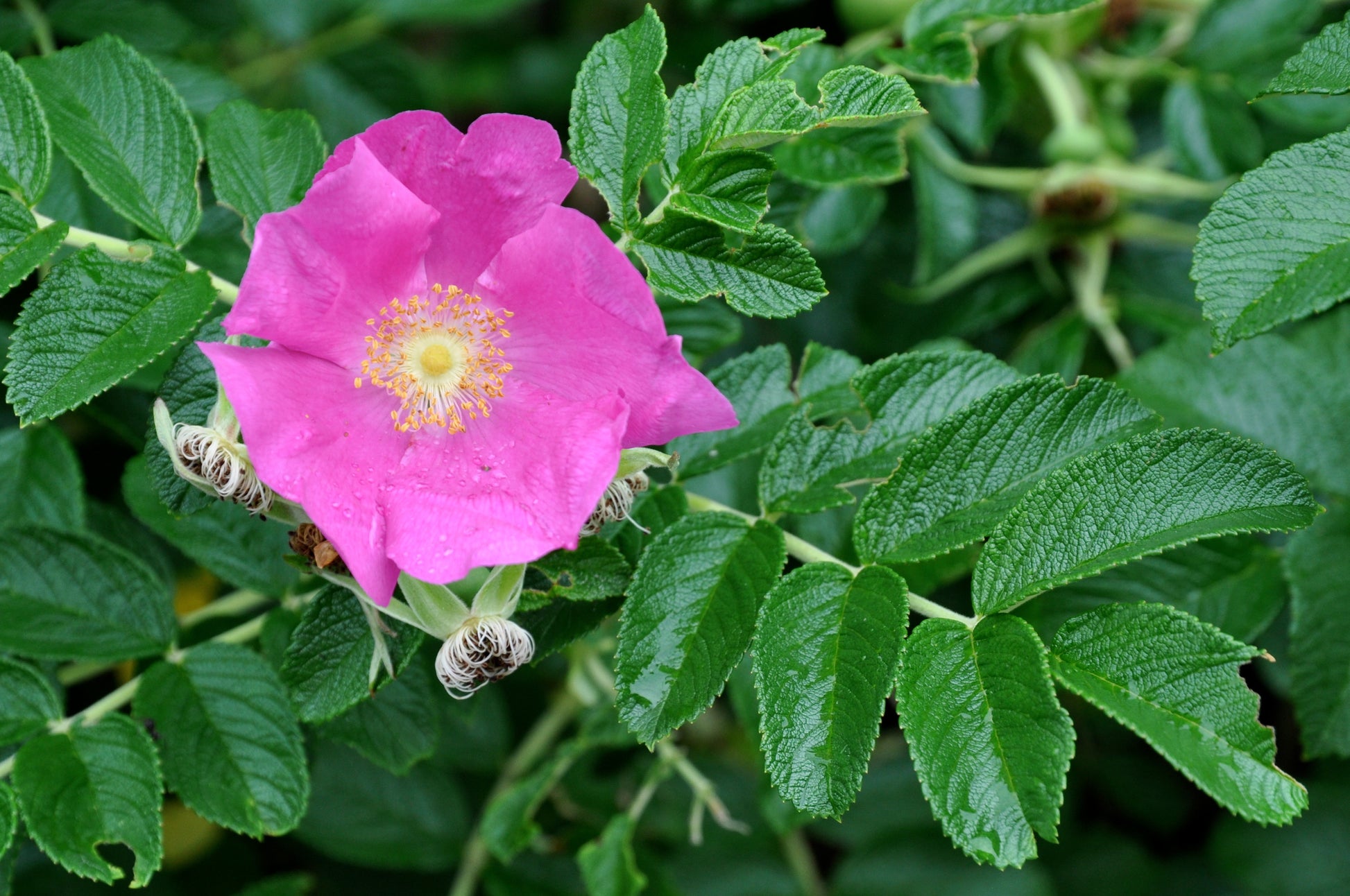 beach rose seeds Rugosa Rose Beach Rose Rosa rugosa 100 Seeds – R&B Floridaseeds