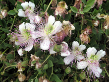 Load image into Gallery viewer, Caper Bush  Capparis spinosa  20 Seeds