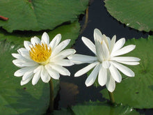 Load image into Gallery viewer, White Water Lily Nymphaea pubescens 20 Seeds