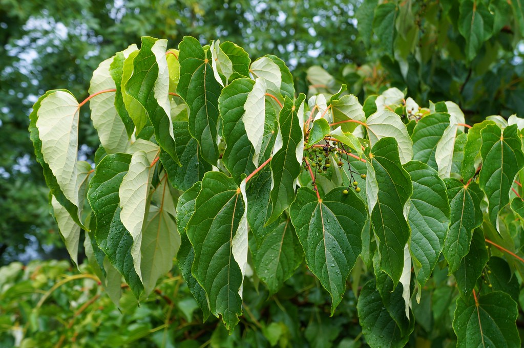 Iga Tree Igiri Tree 100 Seeds Idesia polycarpa – R&B Floridaseeds