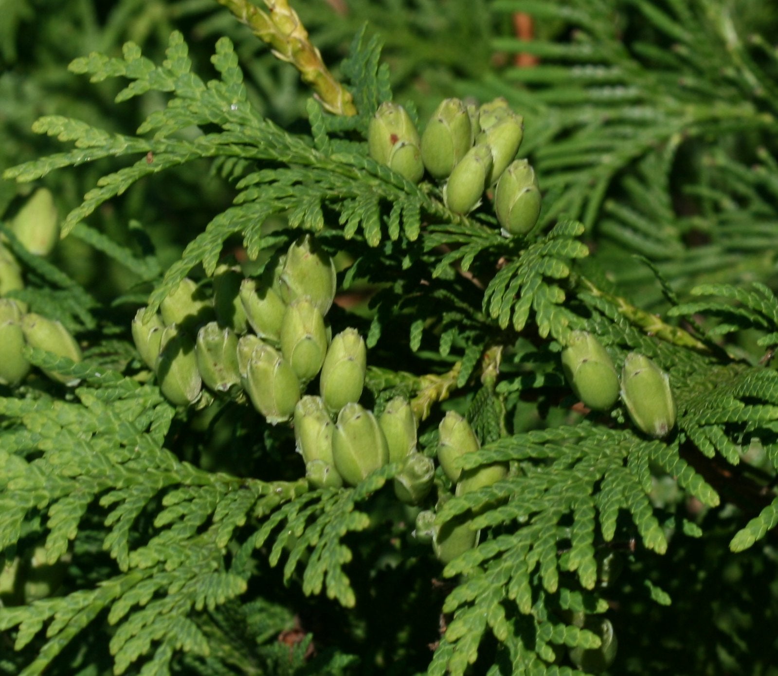 thuja plant seeds Northern White Cedar 100 Seeds Thuja occidentalis – R&B Floridaseeds