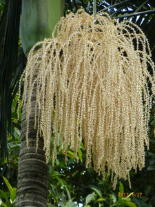 King Palm Archontophoenix alexandrae 20 Seeds